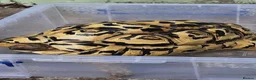 Tortoise reptiles for sale: Male Leopard Tortoise 9 years old  in Manchester - Advert 4