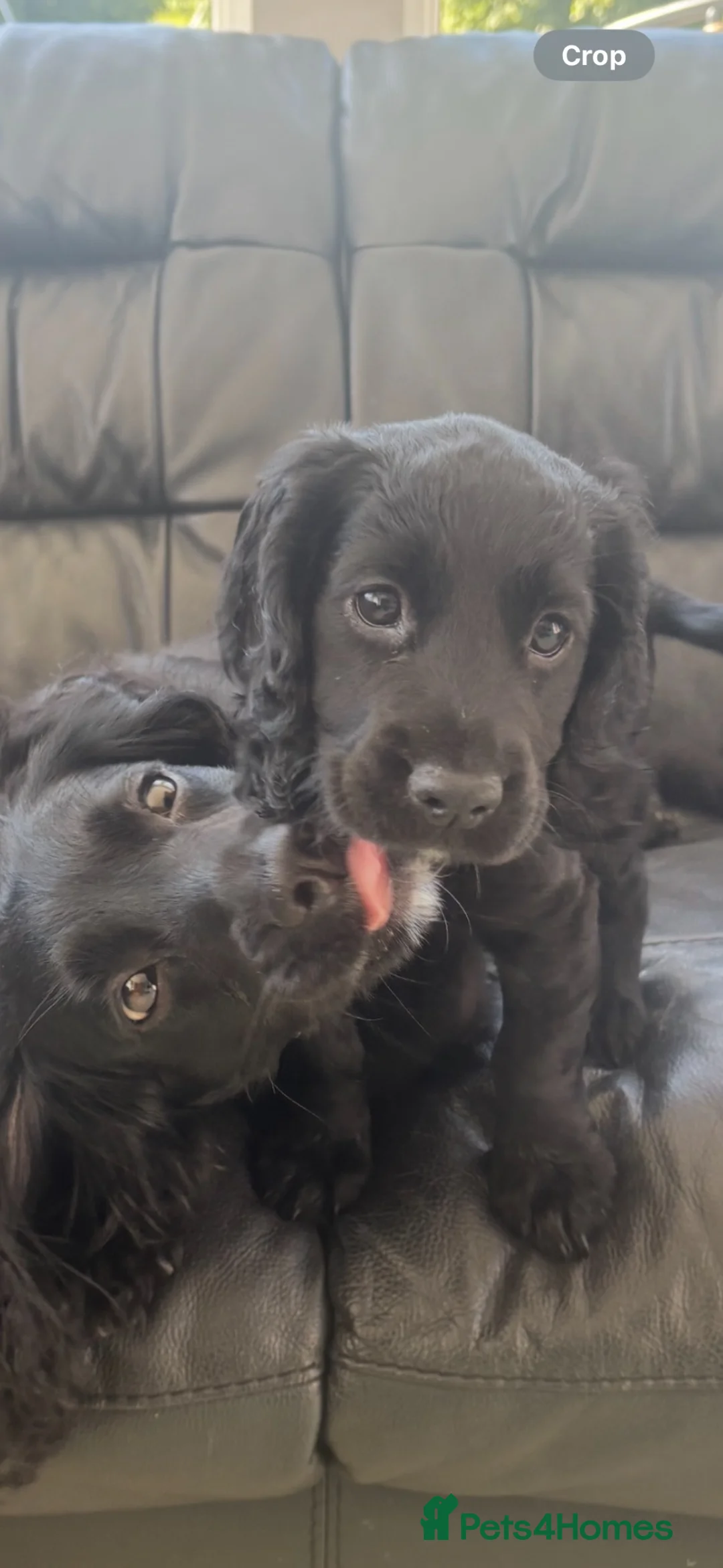 Cocker Spaniel dogs for sale: Girl black cocker  in Irvine - Advert 2