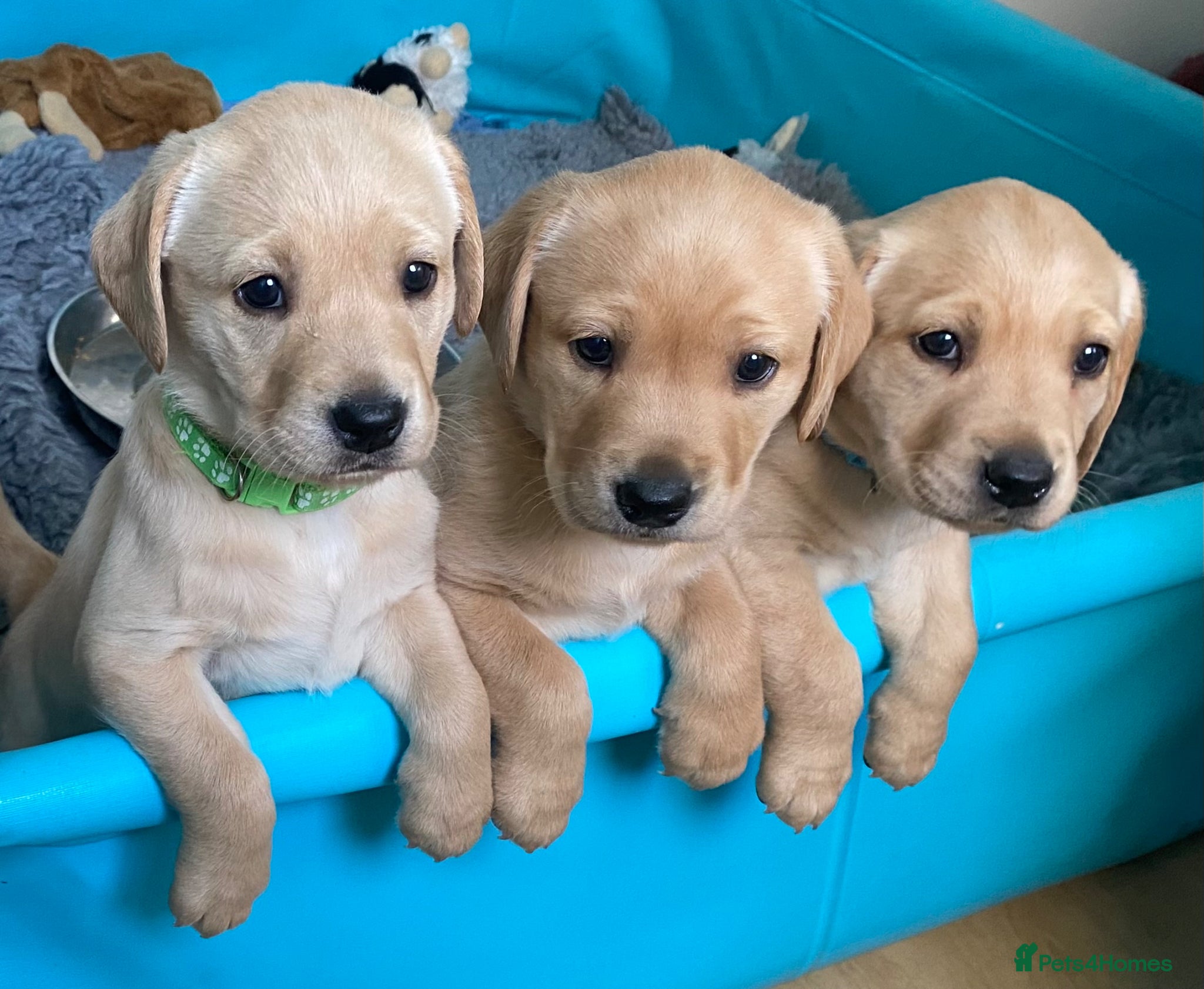 Labrador Retriever dogs Labrador pups from health tested parents  - Advert 19