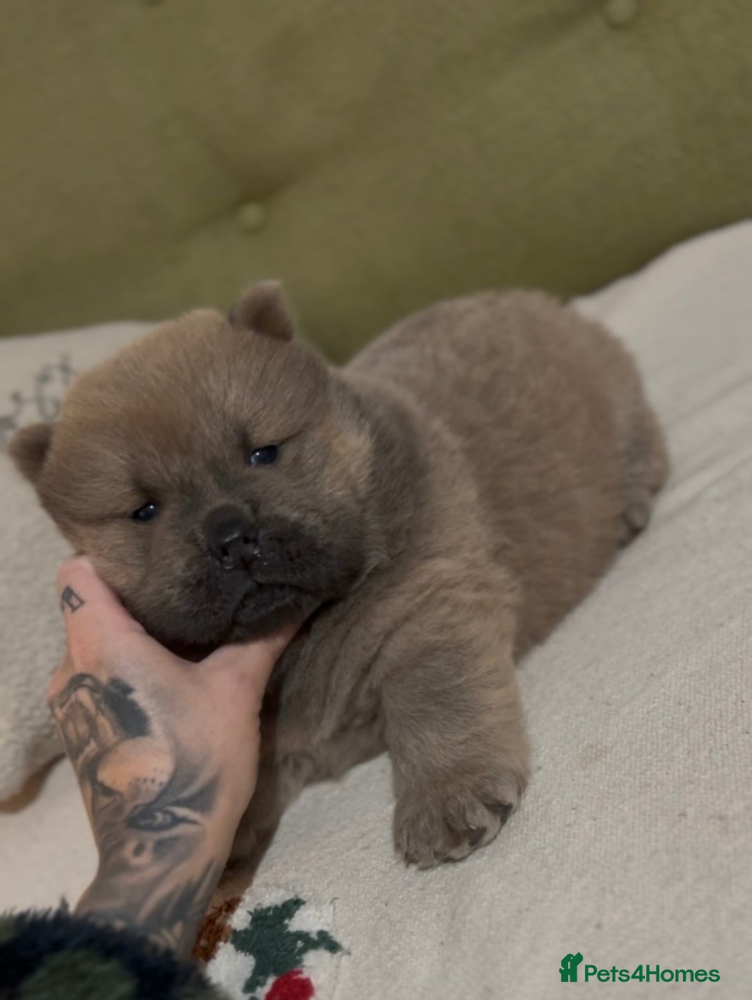 Chow Chow dogs for sale: Merle & blue bear faced Teddy chow chow puppies  - Advert 14