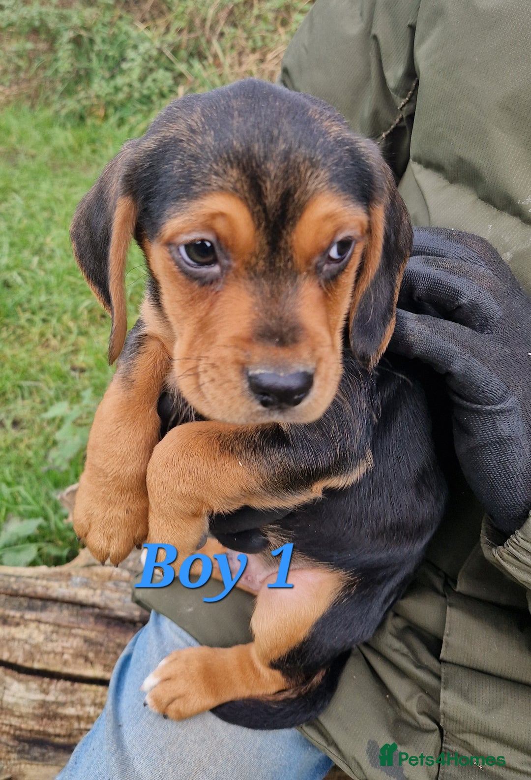 Bocker dogs for sale: Beautiful Bocker puppies - Advert 10