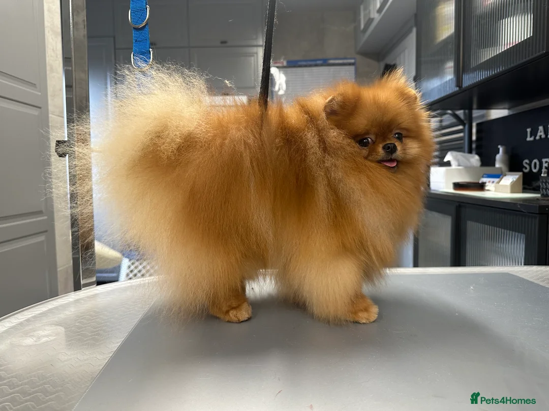 Pomeranian dogs for stud: Orange bear type boy for stud in Lanark - Advert 2