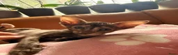 Oriental cats for sale: Beautiful Siamese & Oriental Kittens  - Advert 38
