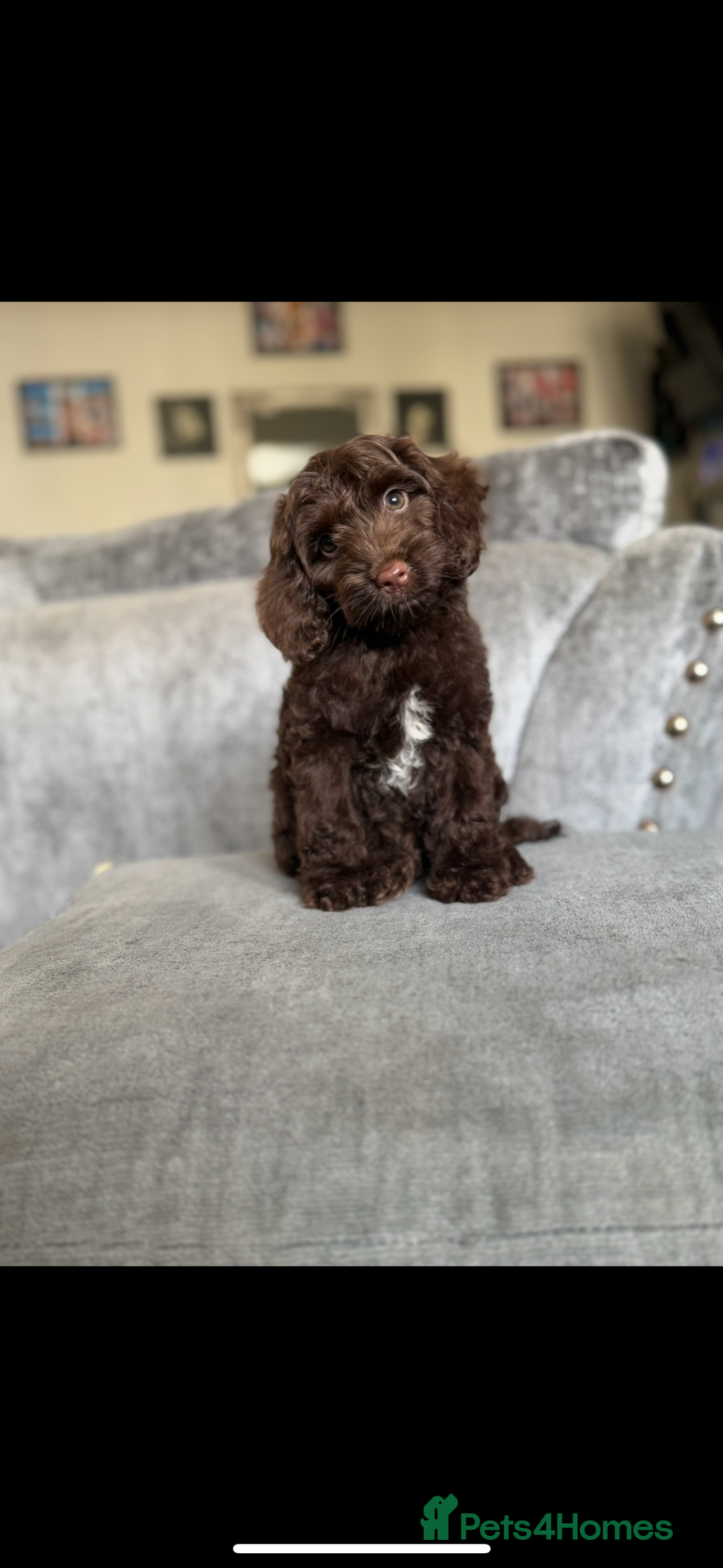 Cockapoo dogs for sale: ⭐️READY NOW⭐️Stunning DNA clear C f1 choc  - Image 5