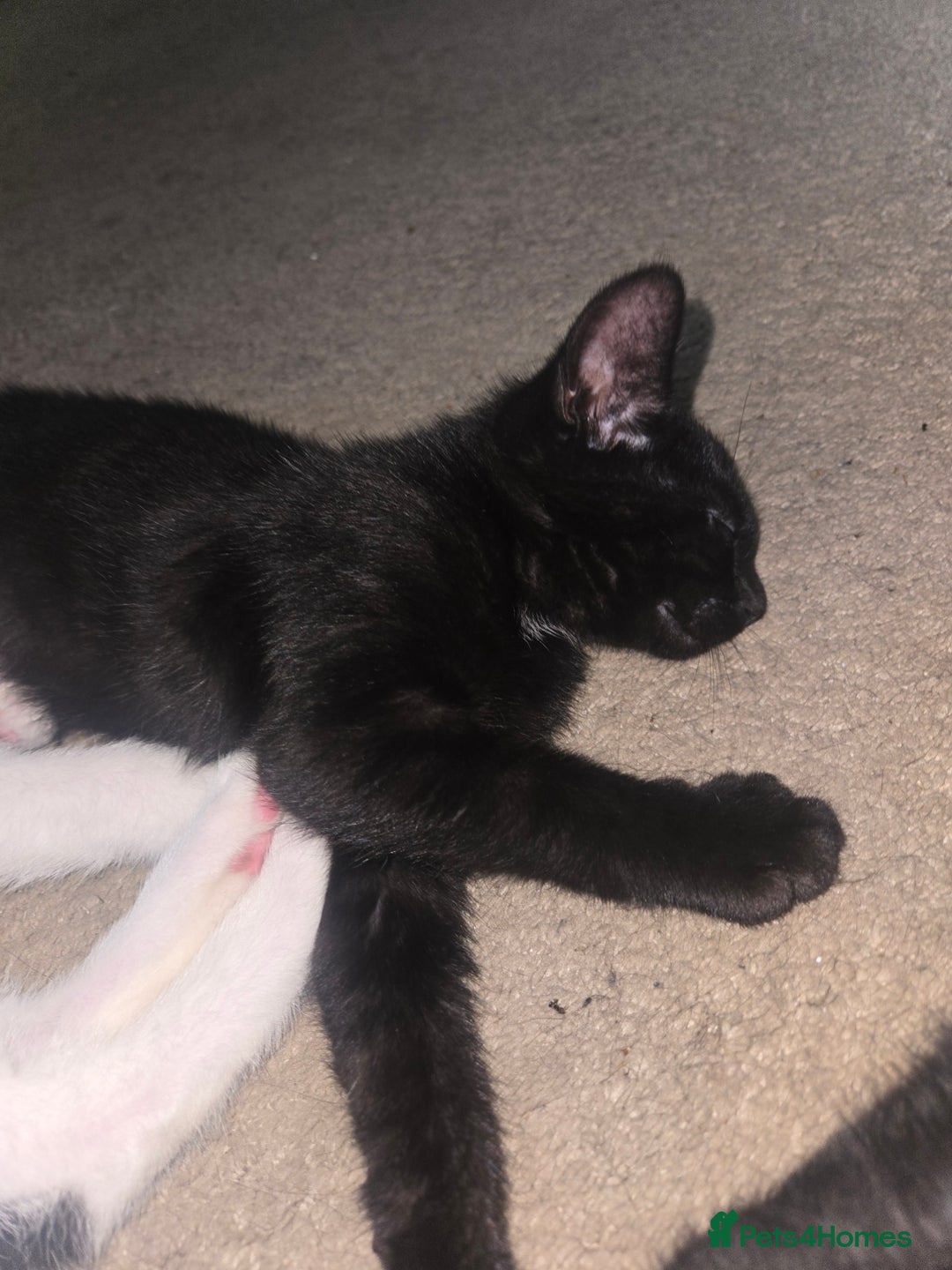 Mixed Breed cats for sale: Kittens ready now! Fully litter trained :)  - Image 3