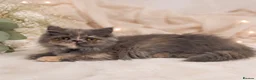 Munchkin cats for sale: Rare Munchkin Minuet Girl Tiny Rughugger Legs 🩷 - Advert 2