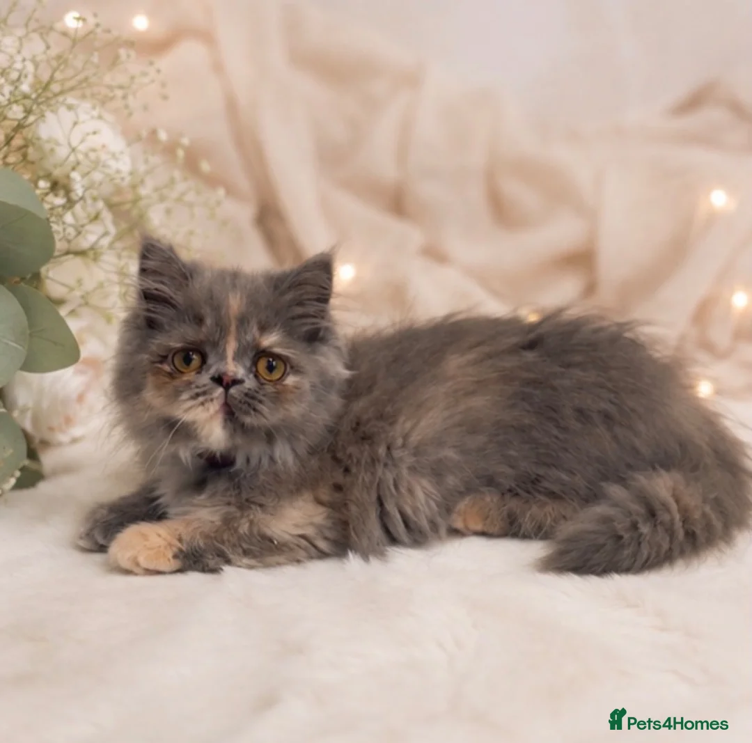 Munchkin cats for sale: Rare Munchkin Minuet Girl Tiny Rughugger Legs 🩷 - Advert 2