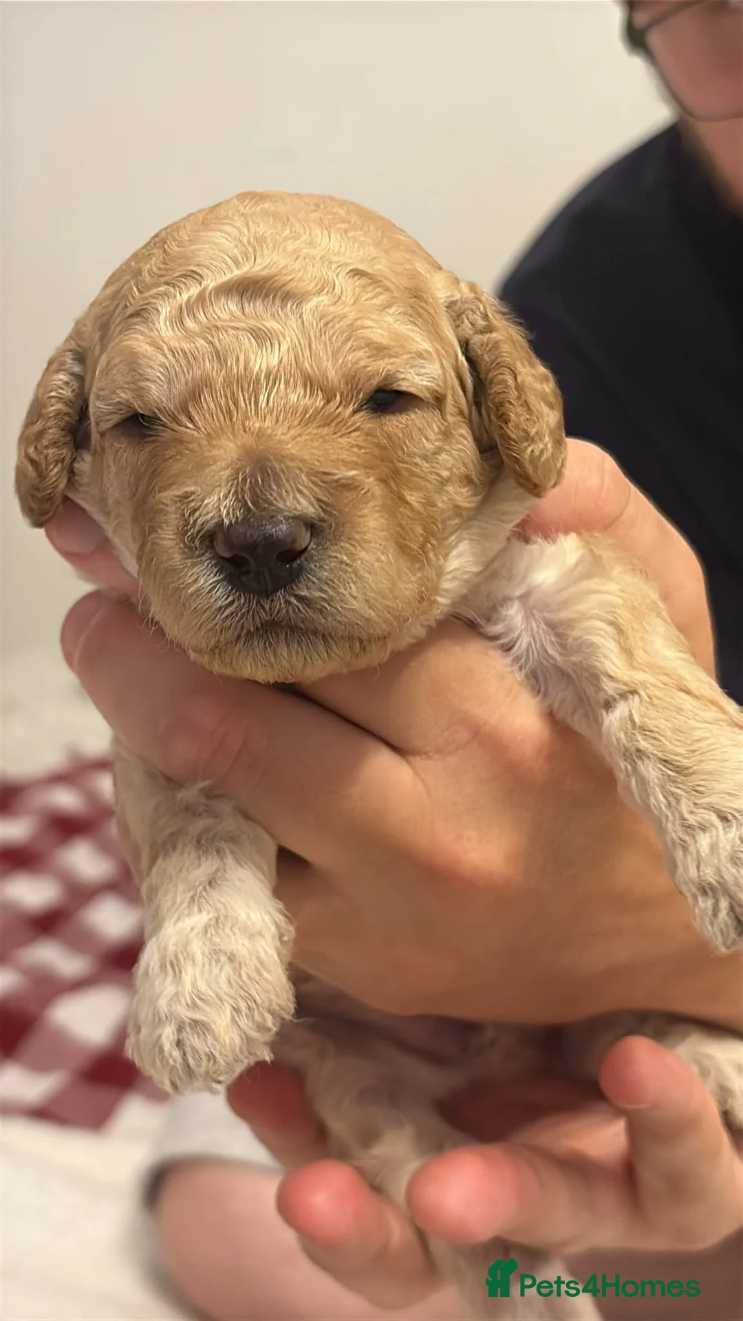 Miniature Poodle dogs for sale: Miniature poodle puppies for sale  - Advert 2