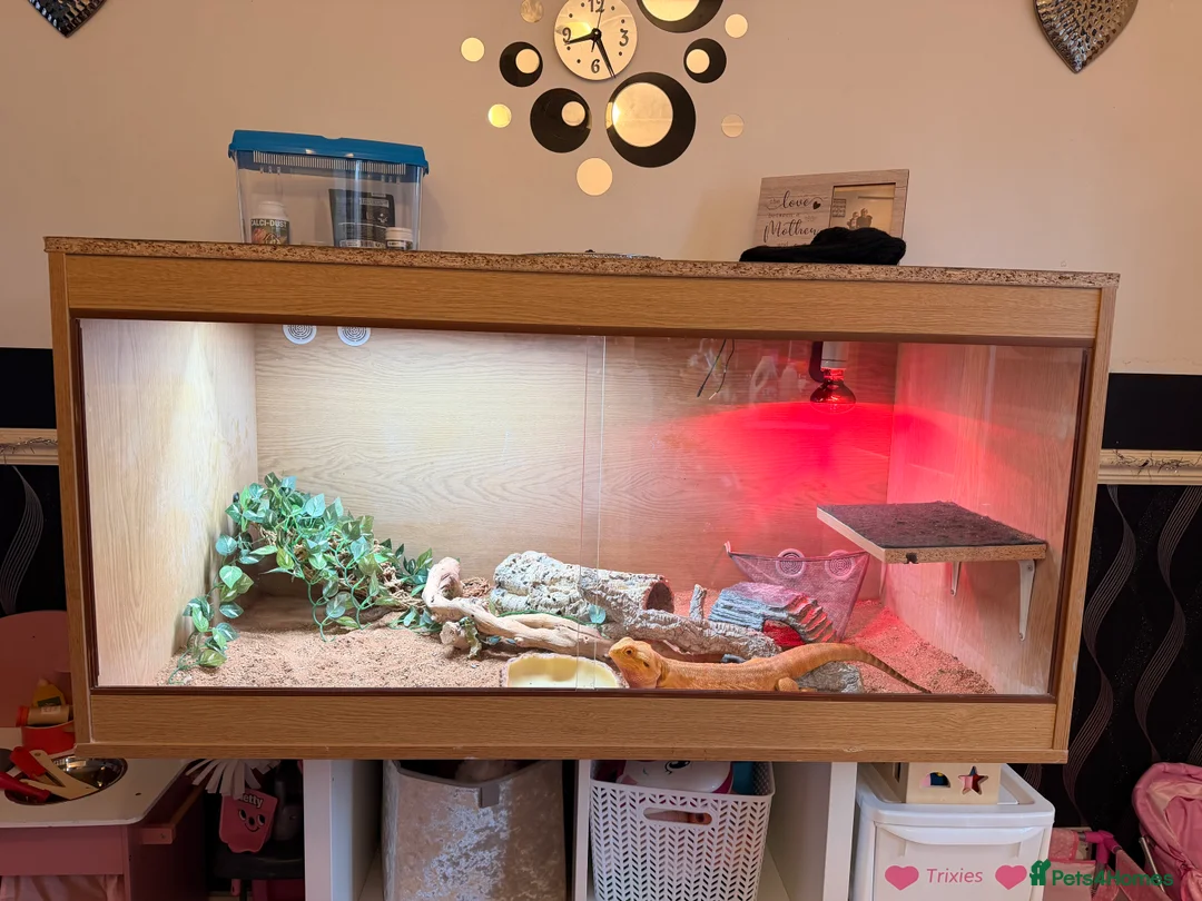 Bearded Dragon reptiles for sale: 5 year old male bearded dragon and full set up  in Oldham - Advert 2