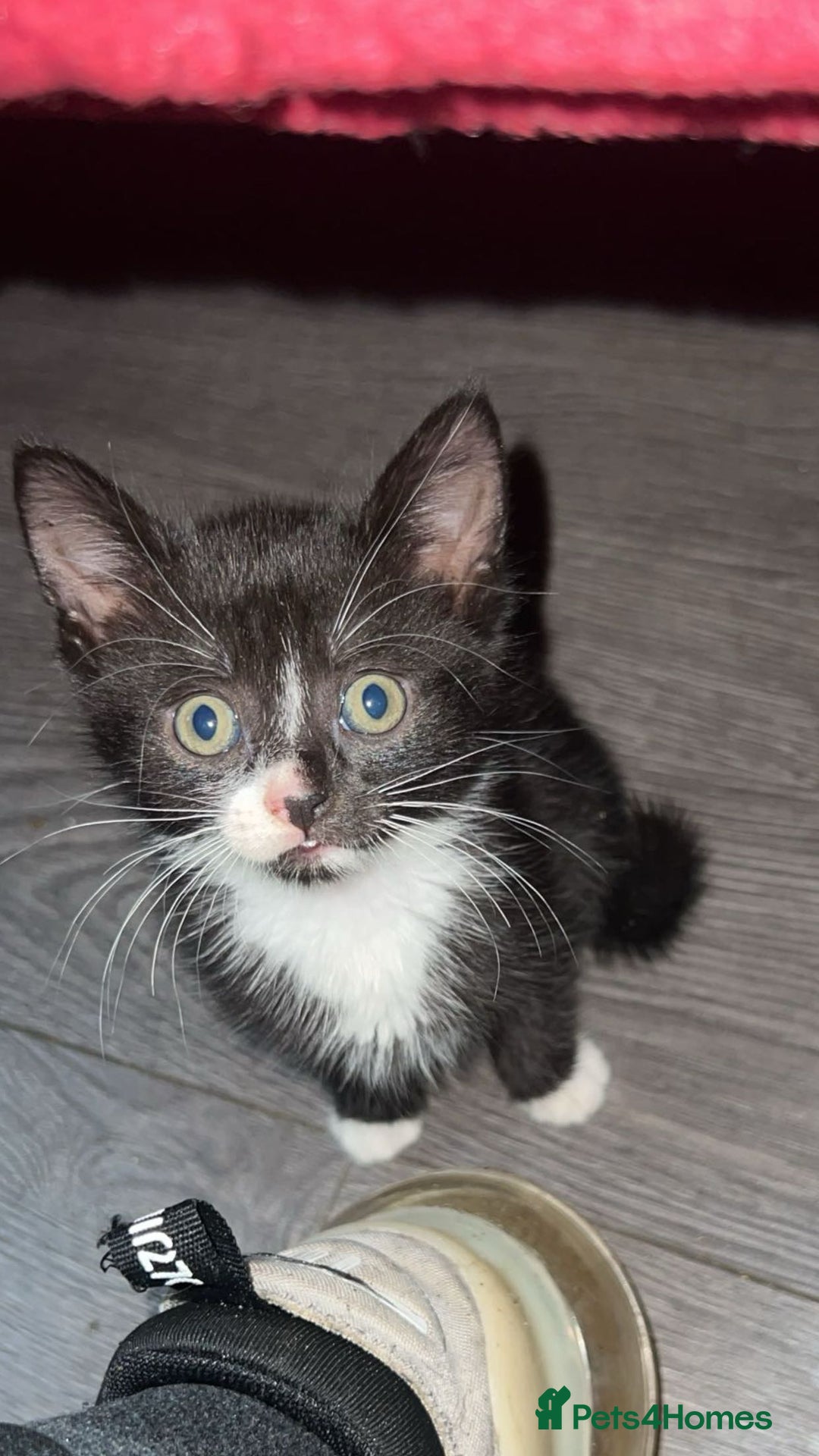 Mixed Breed cats for sale: Bengal tabby cross Turk angora kittens  - Image 3