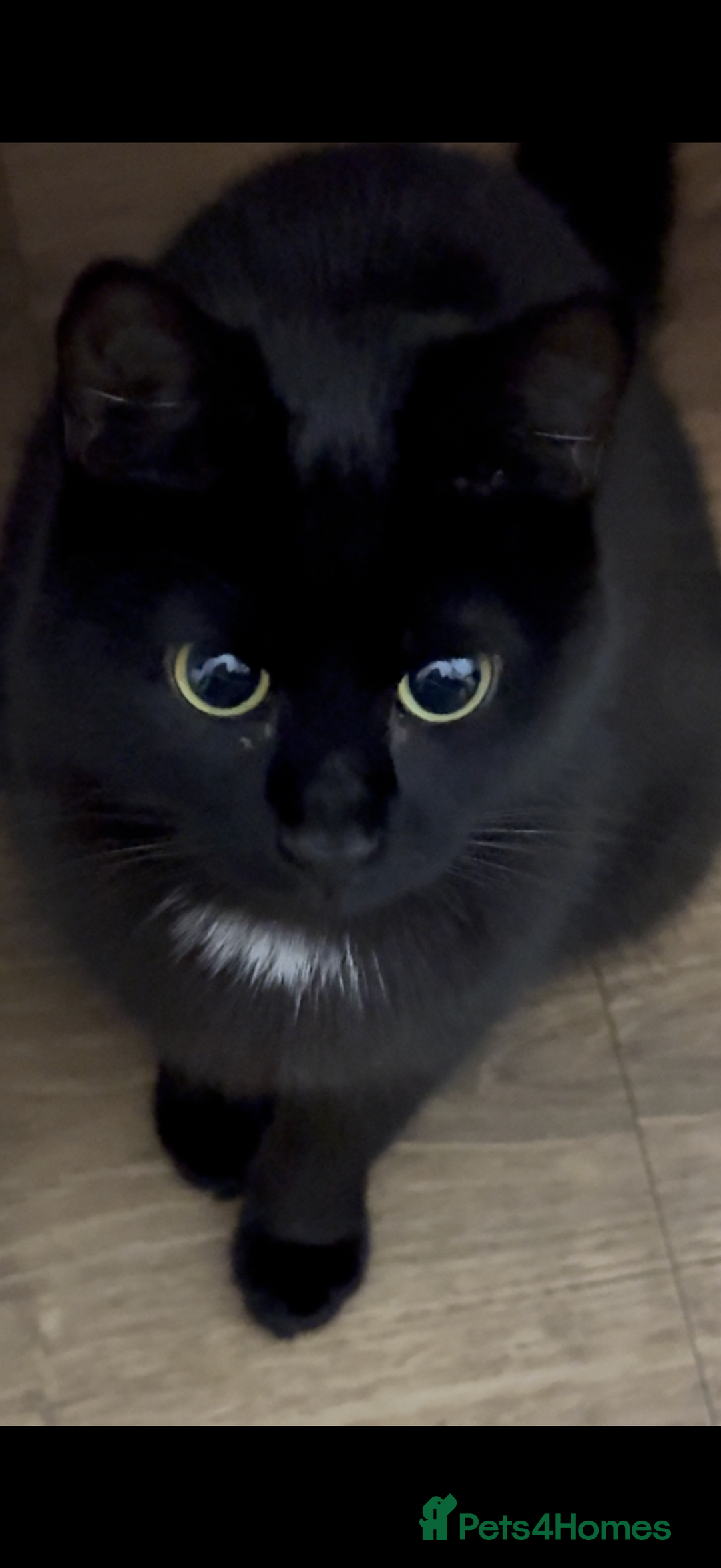 Bombay cats for sale: Beautiful black Bombay siblings  - Image 10