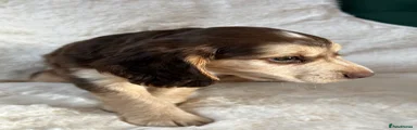 SOLD Cocker Spaniel 4