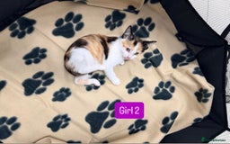 Mixed Breed cats for sale: 5 kittens available  - Image 4