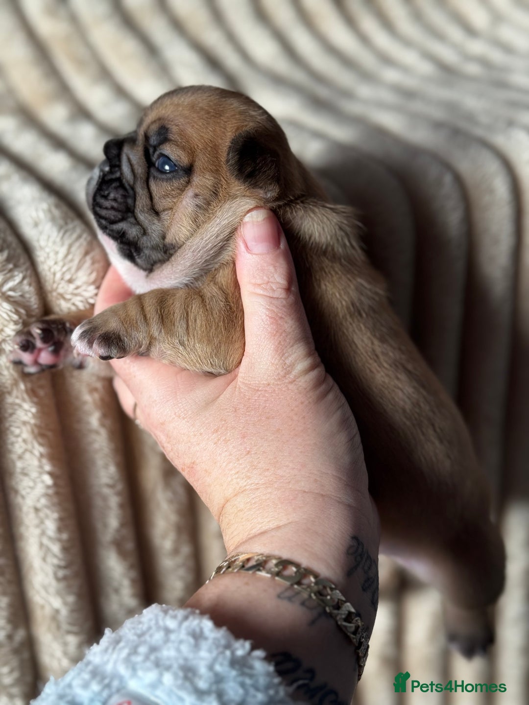 French Bulldog dogs for sale: AMAZING QUALITY FRENCH BULLDOG PUPS  - Advert 14