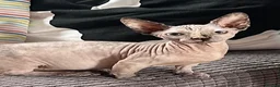 Sphynx cats for sale: Bambino Sphynx kittens  - Advert 19