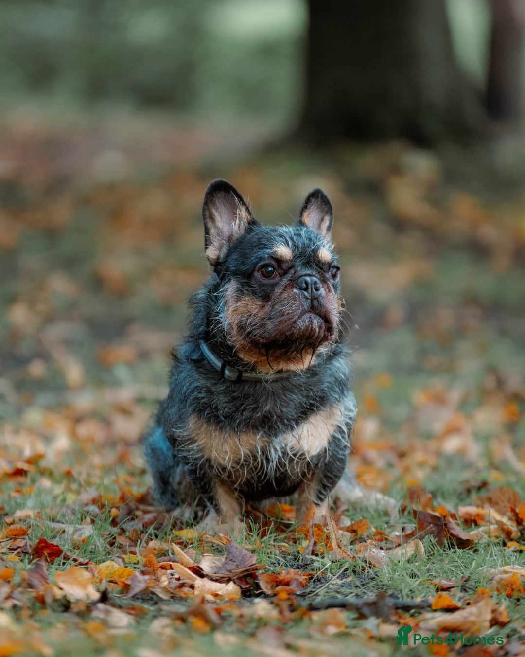 French Bulldog dogs for stud: For stud. Wire haired - Advert 3