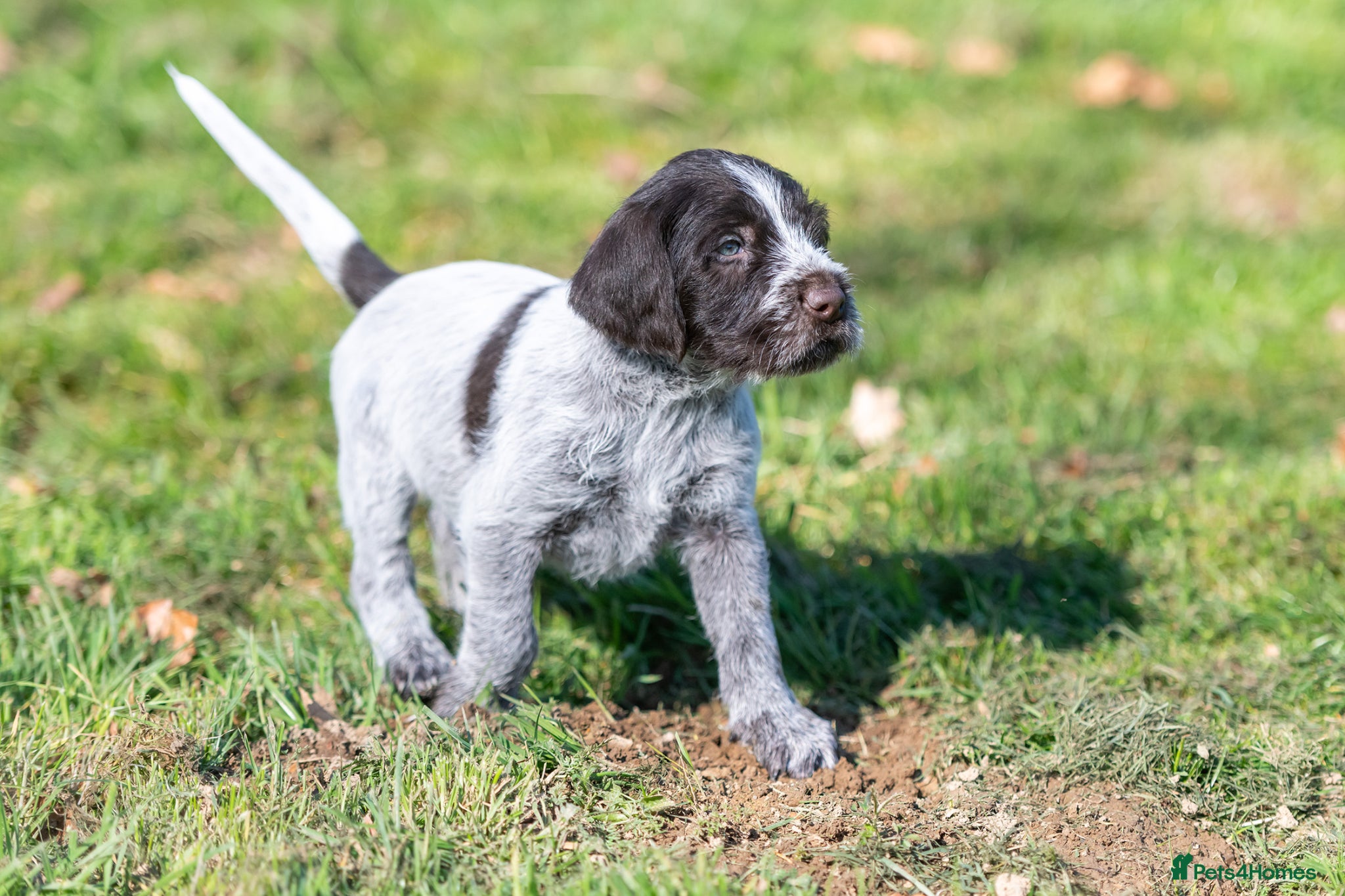 German Wirehaired Pointer dogs BEAUTIFUL CHUNKY KC REG GWP PUPS - Advert 4