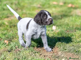 German Wirehaired Pointer dogs BEAUTIFUL CHUNKY KC REG GWP PUPS - Advert 2