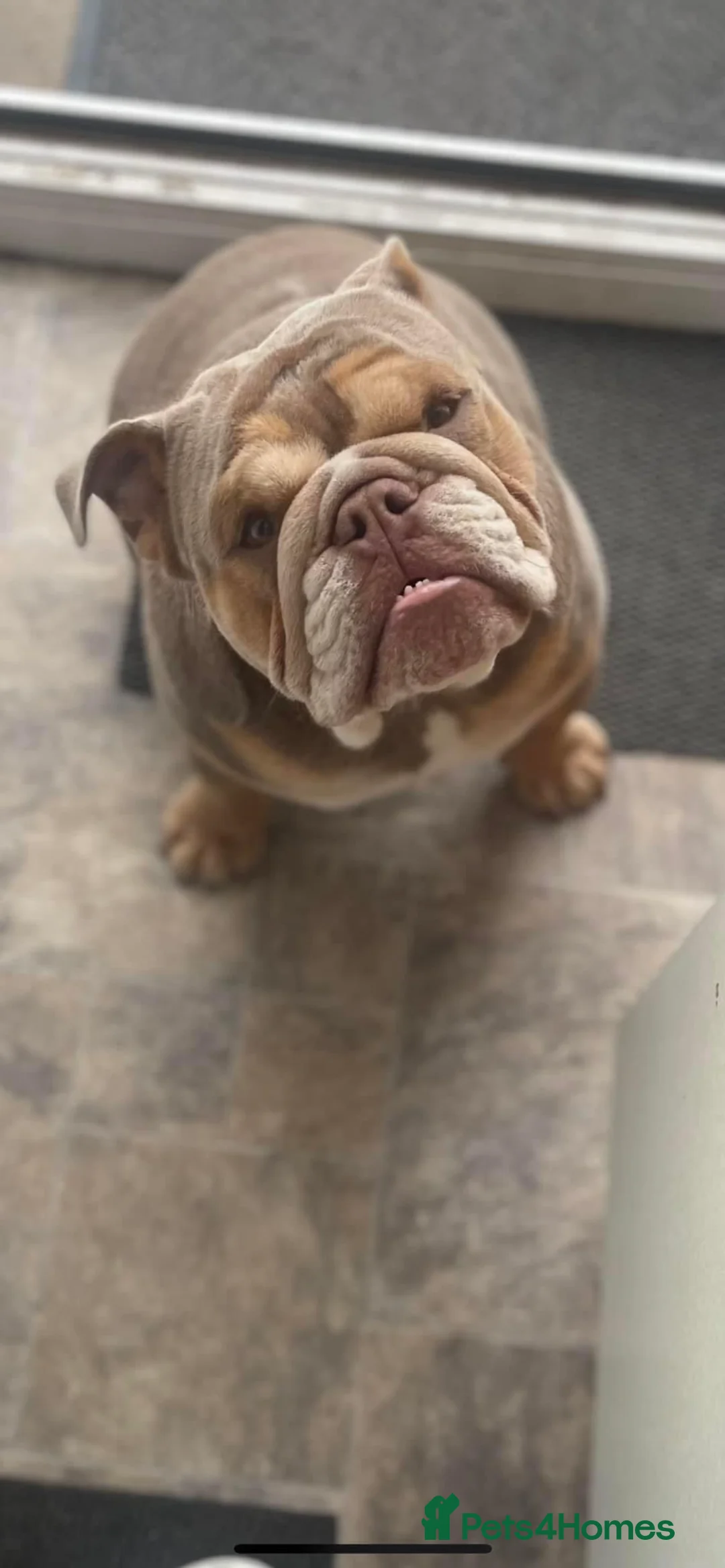 English Bulldog dogs for sale: English bulldog  in Flint - Advert 1