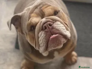 English Bulldog dogs English bulldog in Flint - Advert 1