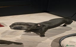 Staffordshire Bull Terrier dogs for sale:  Blue Staffy puppies for sale KC REGISTERED  - Image 40
