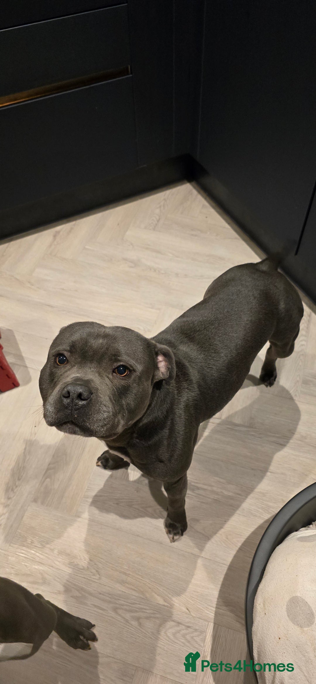 Staffordshire Bull Terrier dogs for sale:  Blue Staffy puppies for sale KC REGISTERED  - Image 40