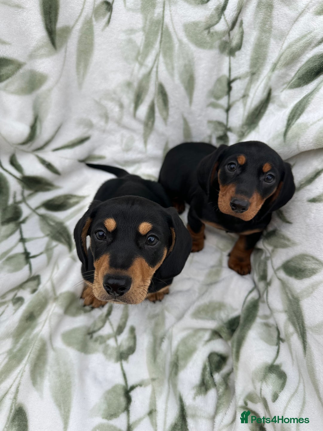 Dachshund dogs for sale: 2 Beautiful dachshunds left!!! - Advert 19