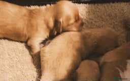 Maltipoo dogs for sale: 🧸🧸Teddy bears🧸🧸 - Image 13