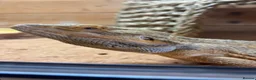 Bearded Dragon reptiles for sale: Bearded Dragon For Sale with Tank - Advert 3