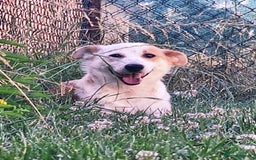 Mixed Breed dogs for adoption: Lynda is looking for a home! - Image 1