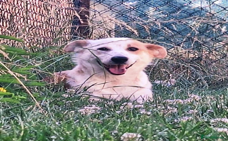 Mixed Breed dogs - Advert 4
