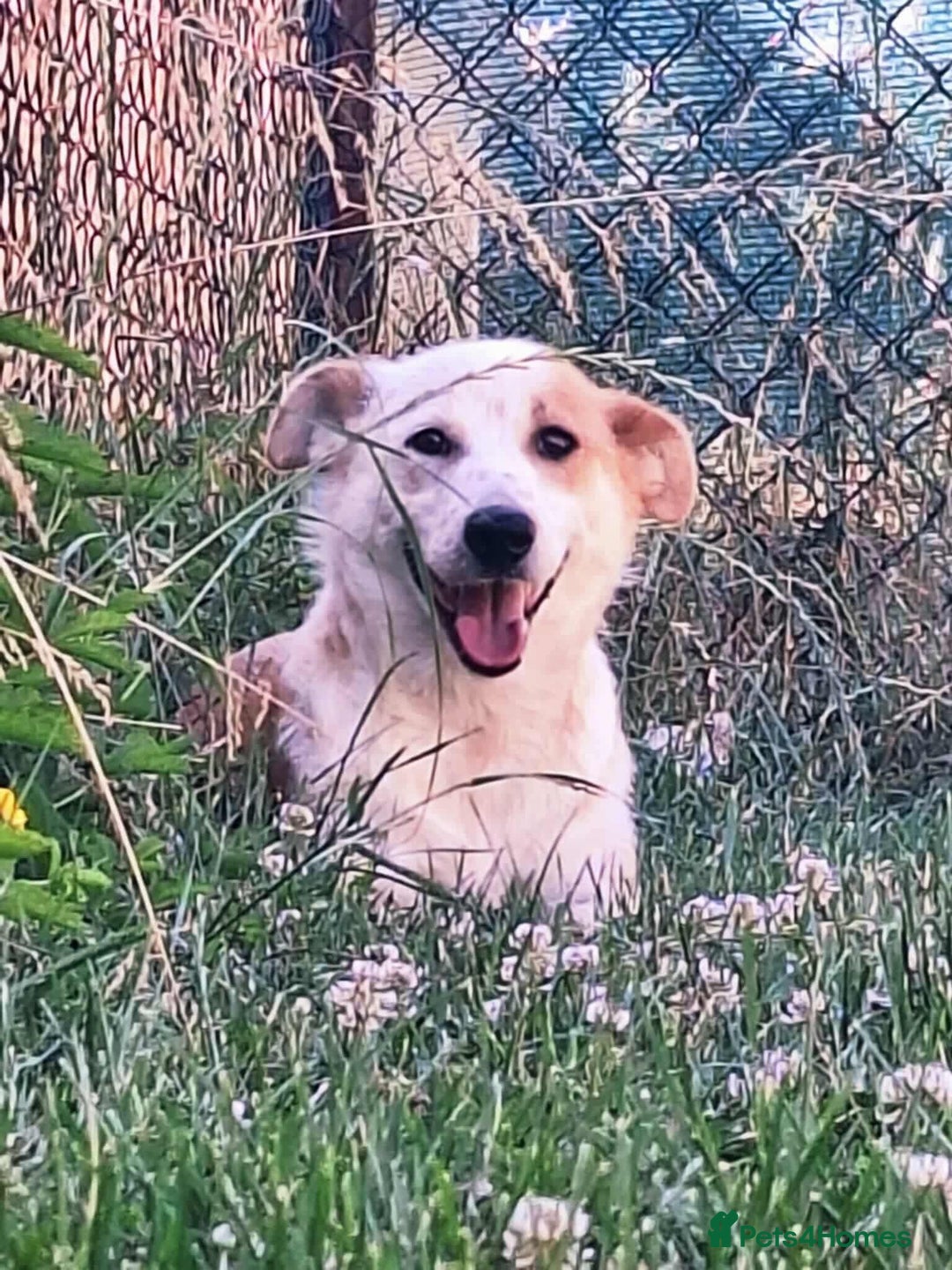 Mixed Breed dogs for adoption: Lynda is looking for a home! - Image 1