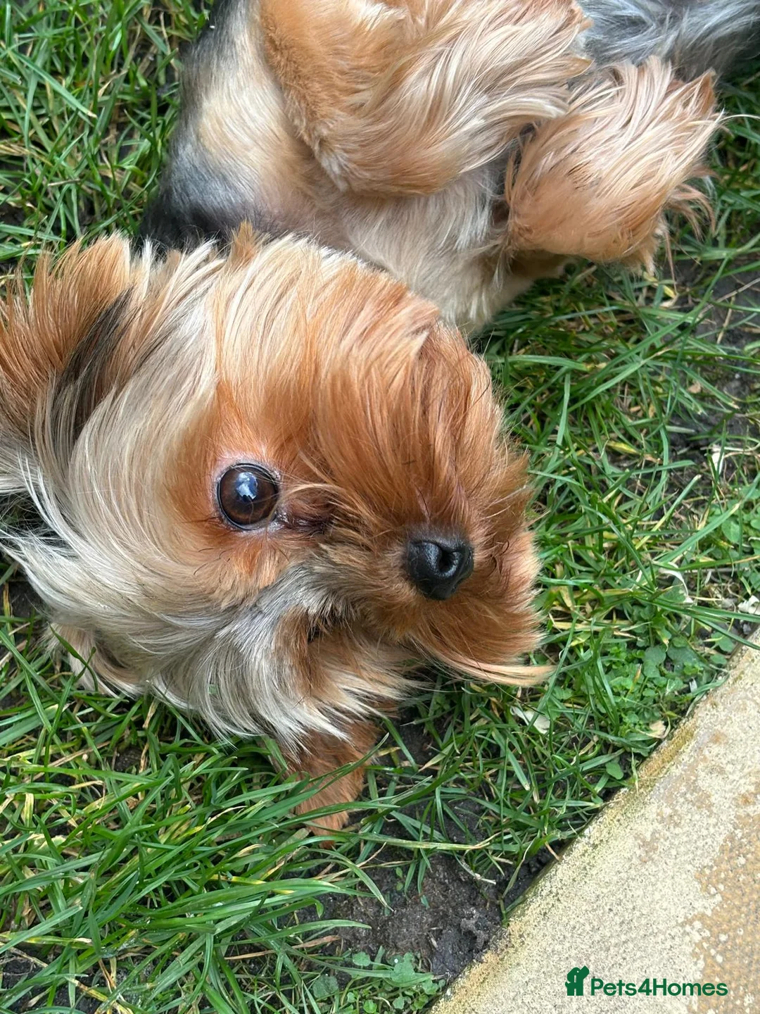 Yorkshire Terrier dogs for sale: 3 Beautiful yorkshire terrier puppies,KC REG. - Advert 8