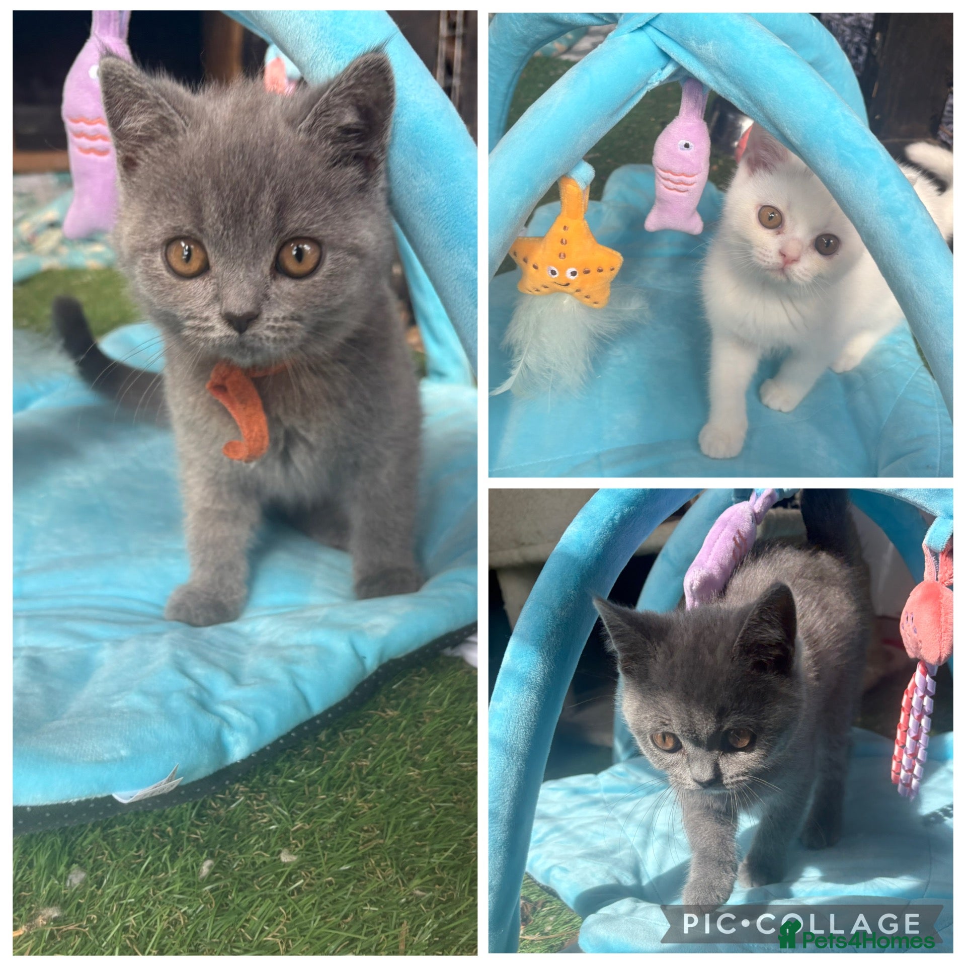 Scottish Fold cats Scottish fold/ British shorthair kittens  - Advert 15