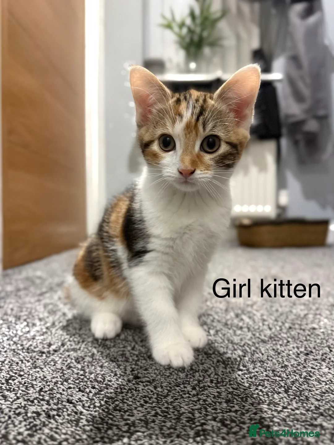 Domestic Shorthair cats for sale: Ginger mixed domestic shorthair  in Rotherham - Advert 2