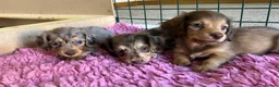 Miniature Dachshund dogs for sale: Chocolate&Cream Champion Long hair mini dachshund  - Advert 3