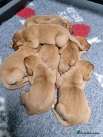 Hungarian Vizsla dogs Vizslador Puppies - Advert 5