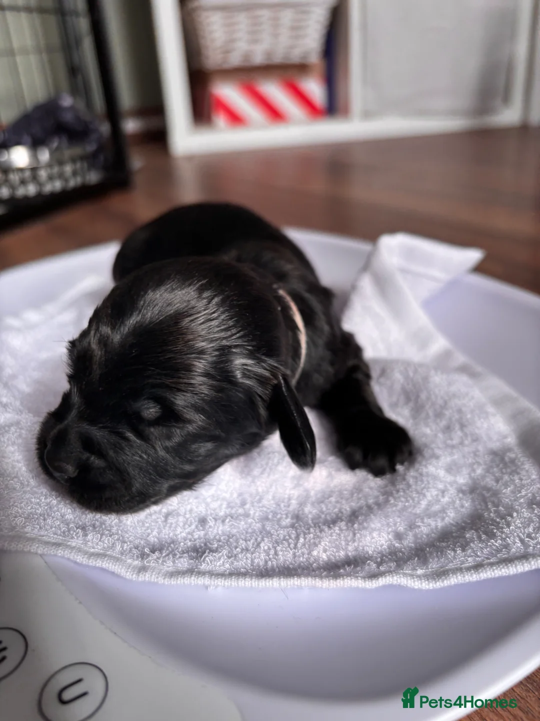 Cockapoo dogs for sale: Litter of cockapoos  - Advert 1