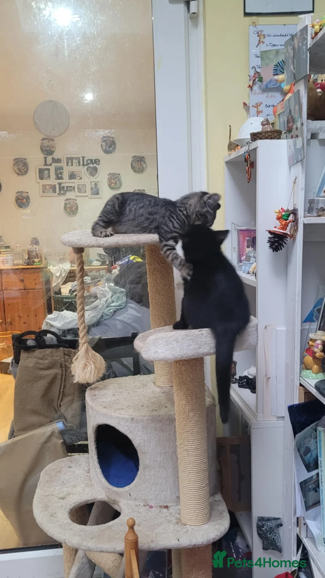 British Shorthair cats for sale: Two little kittens - ready to go - Advert 3