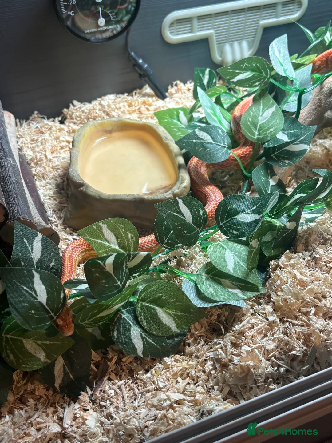 Corn Snake reptiles for sale: Juvenile Amel Tessera Corn Snake - Advert 5