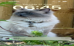 Ragdoll cats for sale: Gorgeous blue point  - Image 4