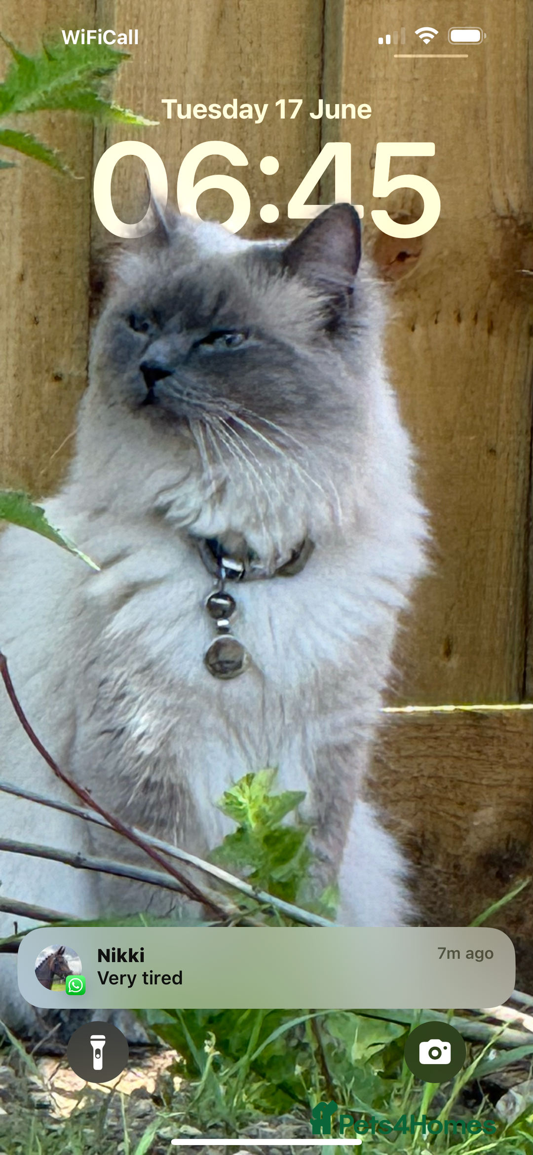 Ragdoll cats for sale: Gorgeous blue point  - Image 4