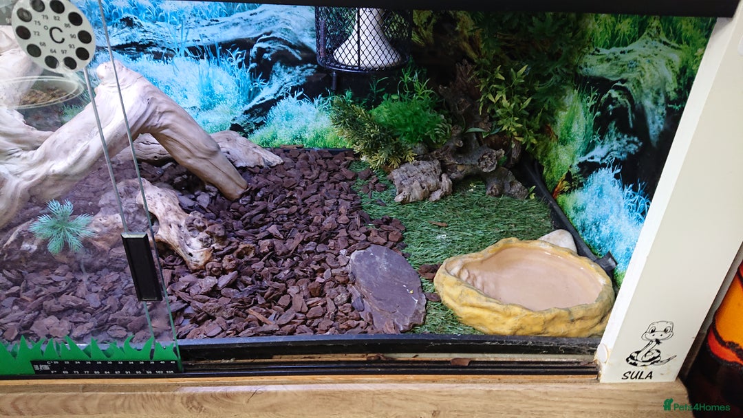 Boa Snake reptiles for sale: Hog Island boa and full double level custom set up - Image 10