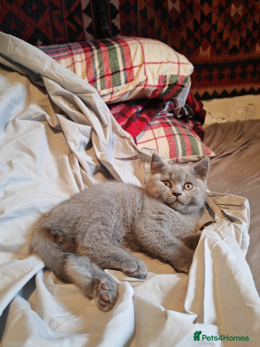 British Shorthair cats for sale: Blue/Lilac British Shorthair Kittens - Advert 7