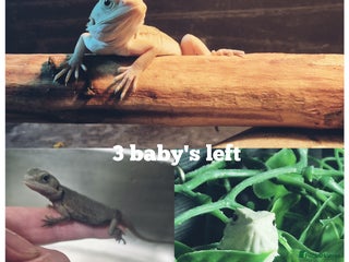 Bearded Dragon reptiles Bearded dragons babies - Advert 7