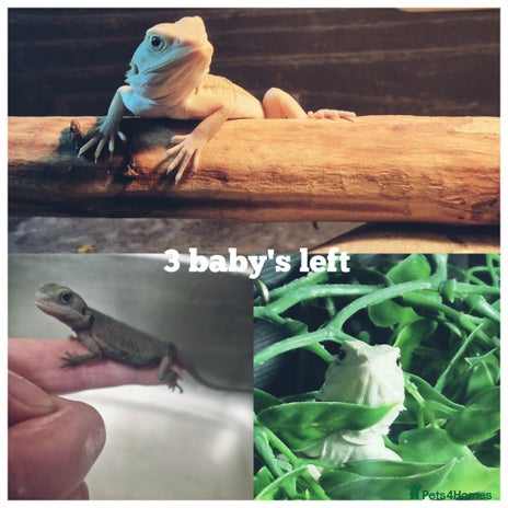 Bearded Dragon reptiles Bearded dragons babies - Advert 7