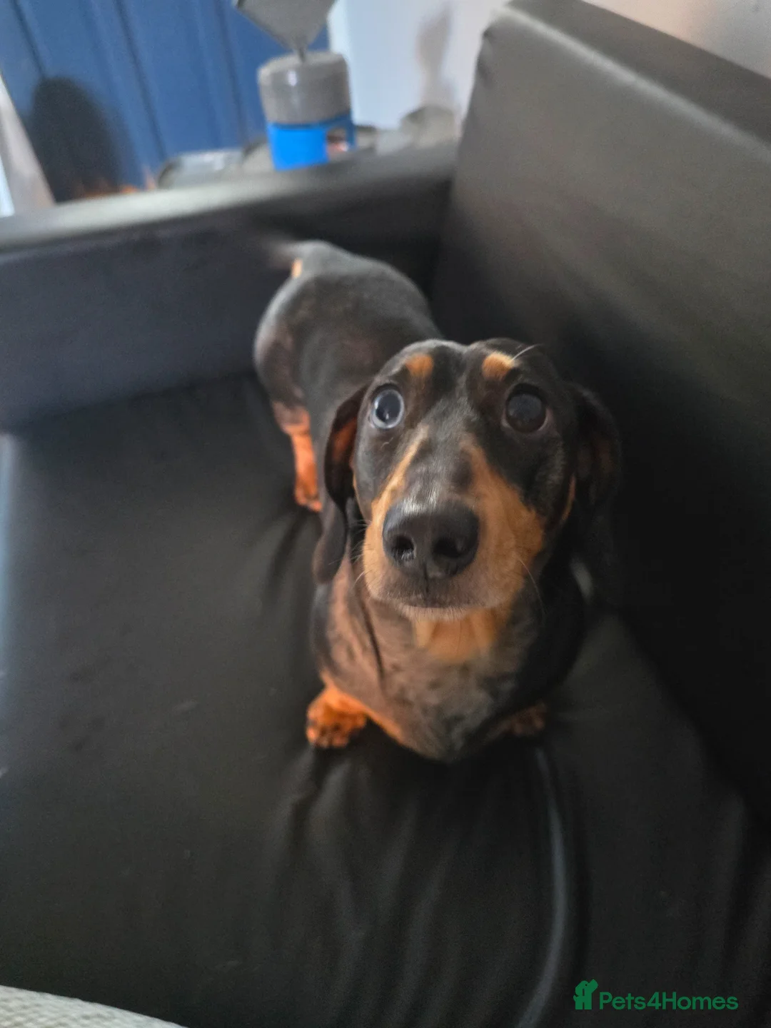 Dachshund dogs for sale: Good boy for re-home in Middlewich - Advert 2