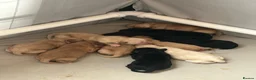 Springador dogs for sale: Springador puppies  - Advert 12