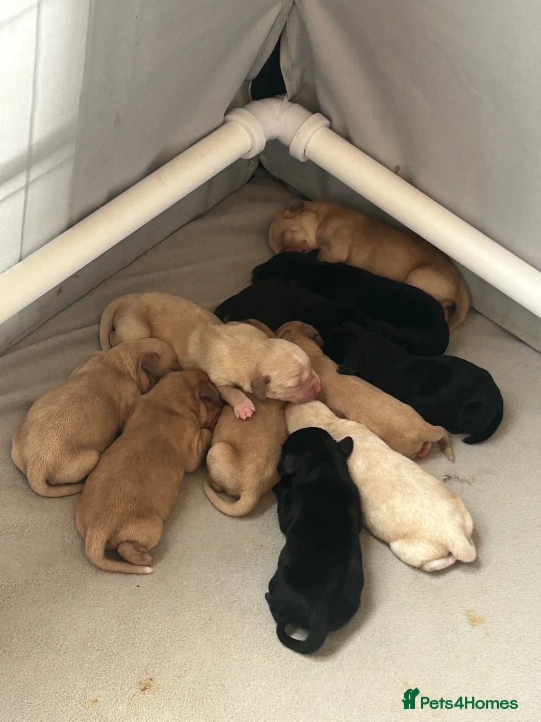 Springador dogs for sale: Springador puppies  - Advert 12