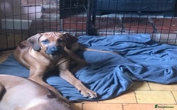 Rhodesian Ridgeback dogs for sale: LADYLIUWA KC REG. LITTER: LAST TWO PUPS FOR SALE in Grantham - Image 4